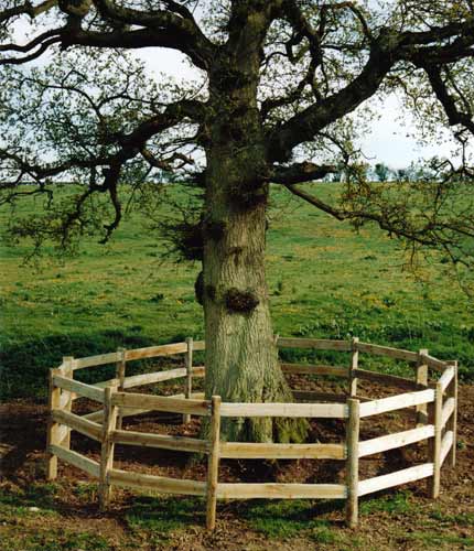 fence around tree