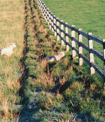 sheep fencing